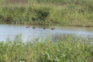 Estero-Yetyty13082026-4