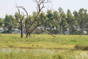 Estero-Yetyty13082026-3